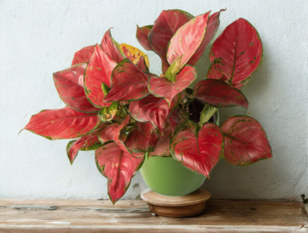 Aglaonema (Lipstick Single Stem) - Image 2