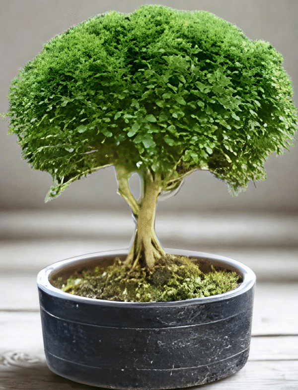 Kamani Bonsai Plant - Image 2