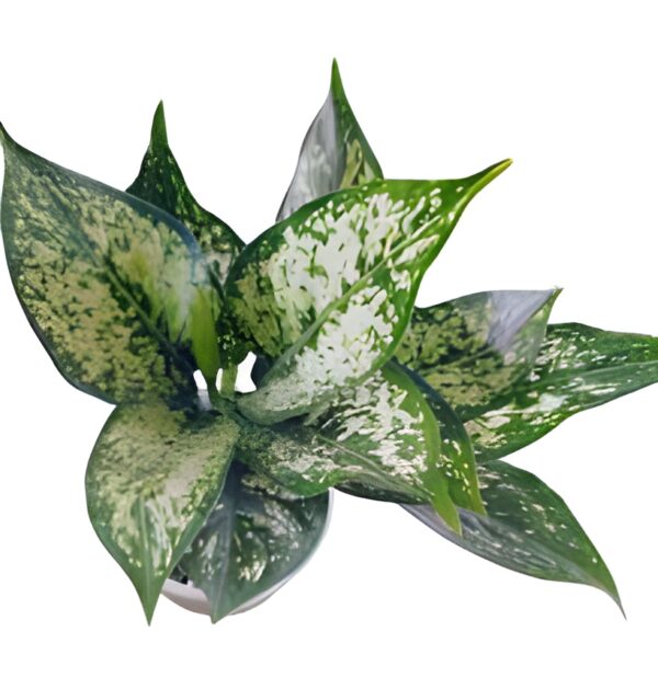 Aglaonema-Snow White Plant - Image 3