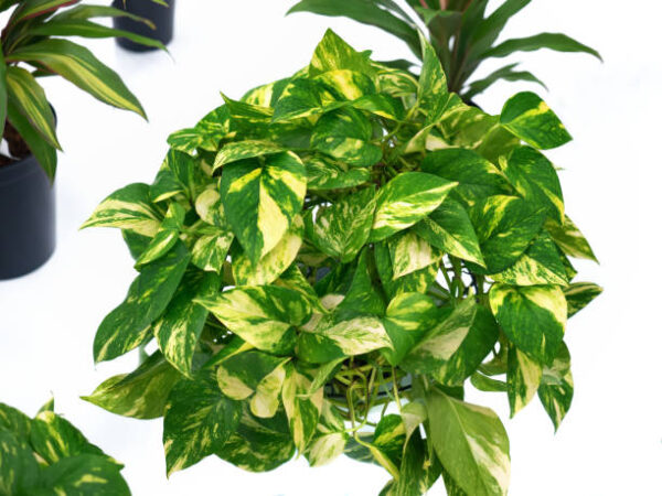 Money Plant (Epipremnum) - Image 2