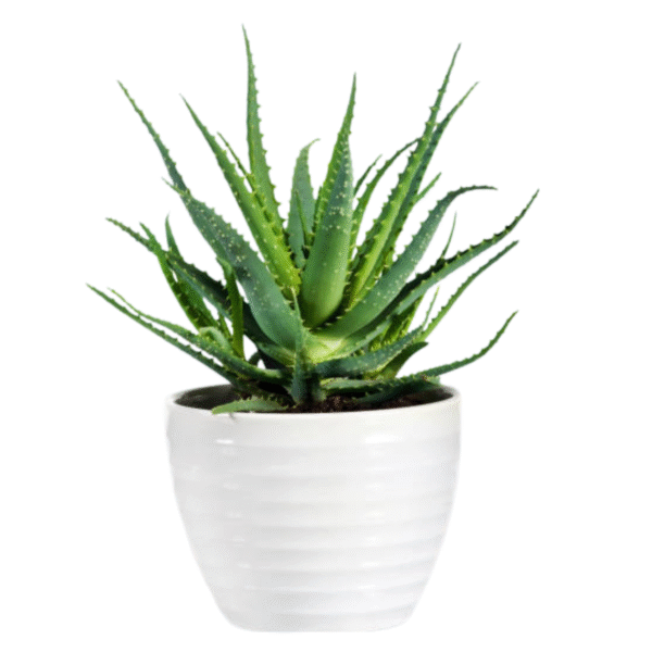Aloe Vera(Aloe Barbadensis Miller) - Image 3