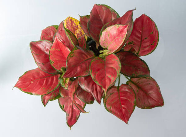 Aglaonema (Lipstick Single Stem) - Image 3