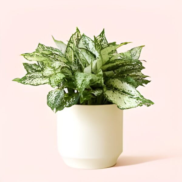 Aglaonema-Snow White Plant - Image 5