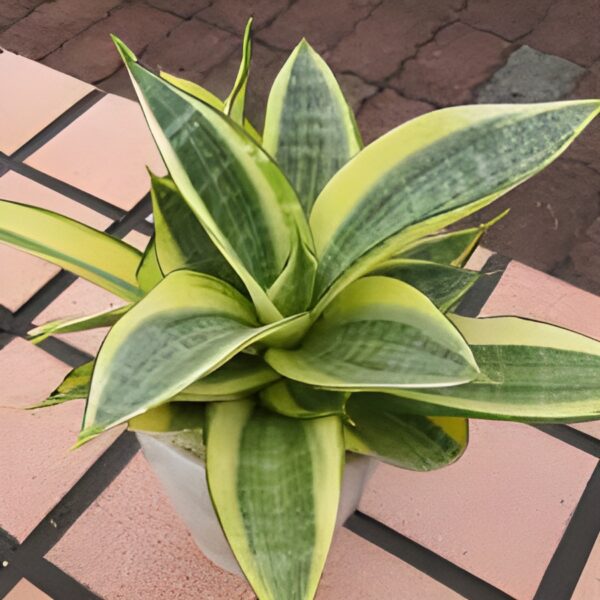Sansevieria-Gold Snake Plant - Image 4