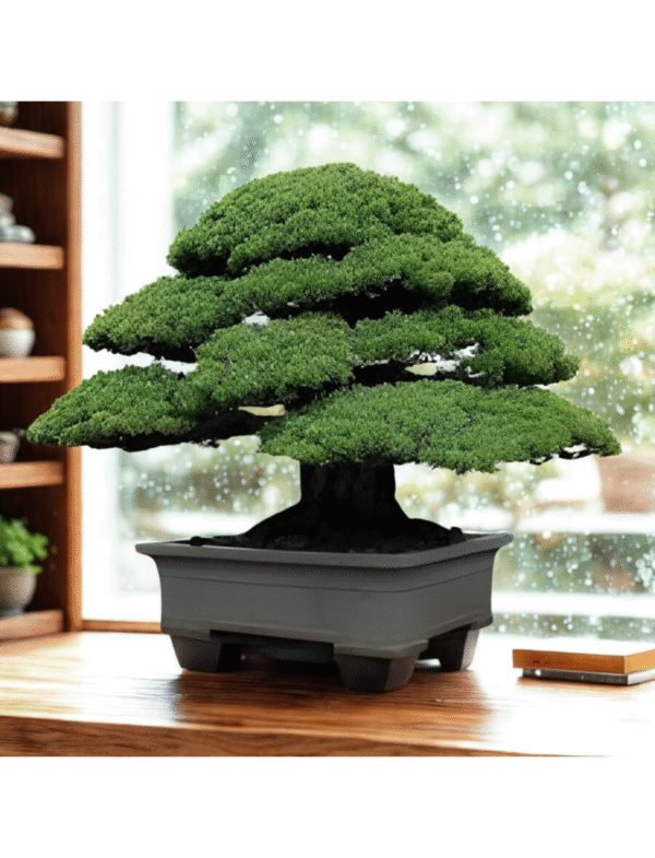 Kamani Bonsai Plant - Image 3