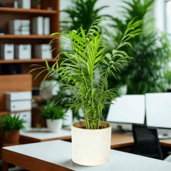 Areca Palm (Dypsis Lutescens) - Image 4