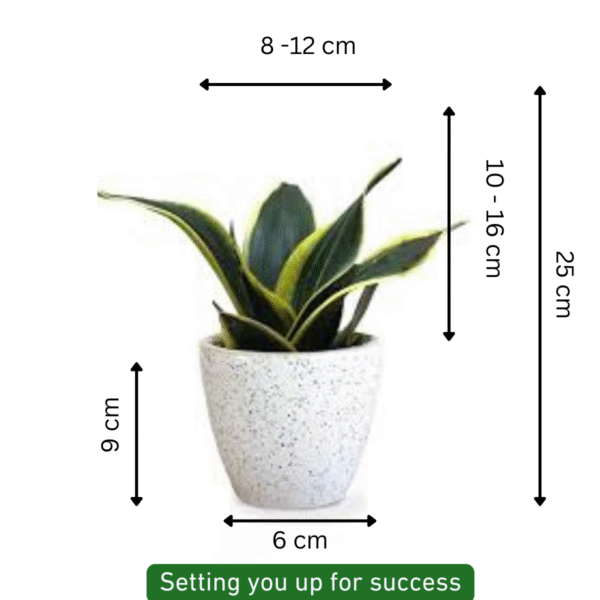 Sansevieria-Gold Snake Plant - Image 6