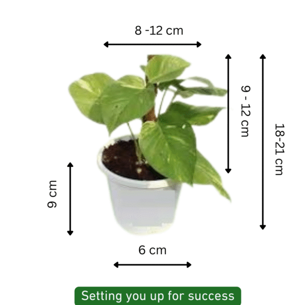Money Plant (Epipremnum) - Image 4