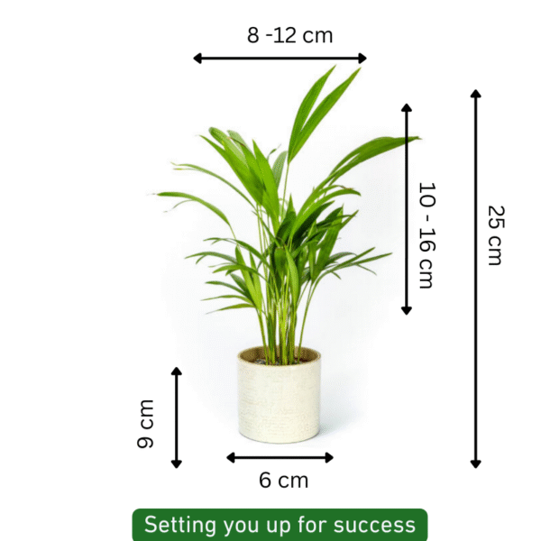 Areca Palm (Dypsis Lutescens) - Image 5