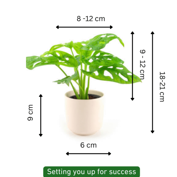 Monstera Deliciosa Plant - Image 6