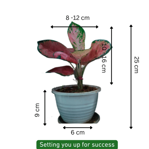 Aglaonema (Lipstick Single Stem) - Image 4