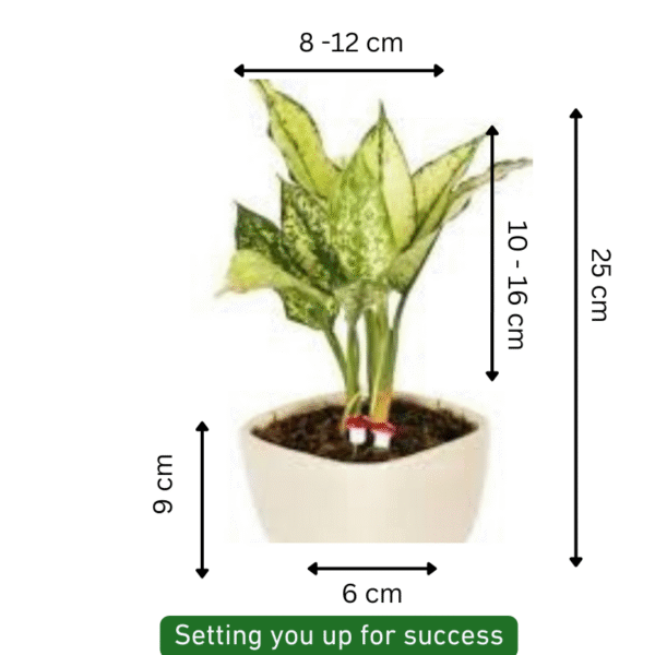 Aglaonema-Snow White Plant - Image 6