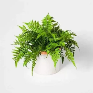 Green Fern (Boston Fern)