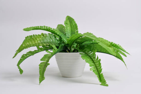 Green Fern (Boston Fern) - Image 3