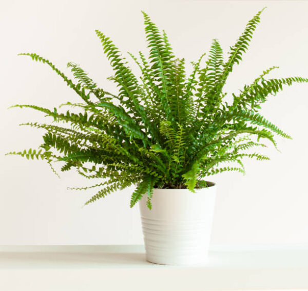 Green Fern (Boston Fern) - Image 2