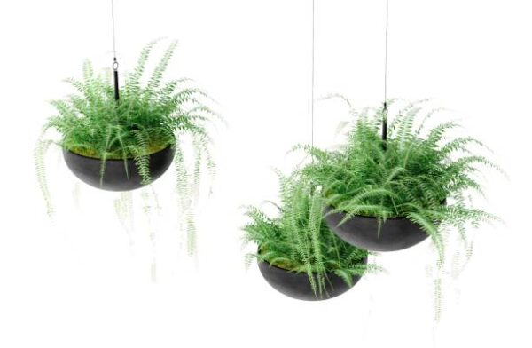 Green Fern (Boston Fern) - Image 4