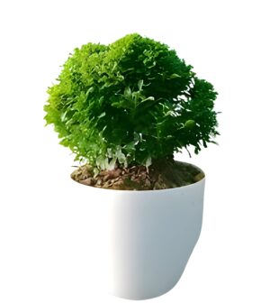 Kamani Bonsai Plant