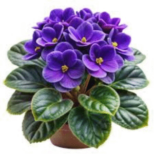 African Violet (Saintpaulia)