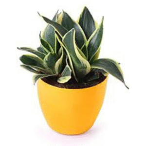 Sansevieria-Gold Snake Plant