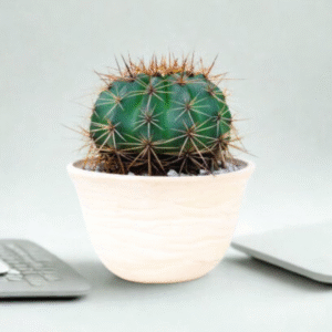 Barrel Cactus (Echinocactus Grusonii)