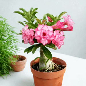 Adenium-Desert Rose Plant