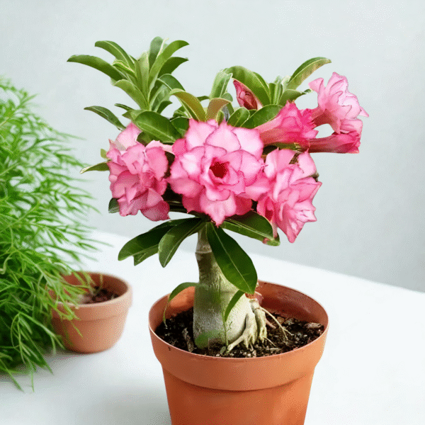 Adenium-Desert Rose Plant