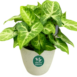 Arrowhead Plant (Syngonium)