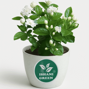 Jasmine Plant (Chameli/Mogra)