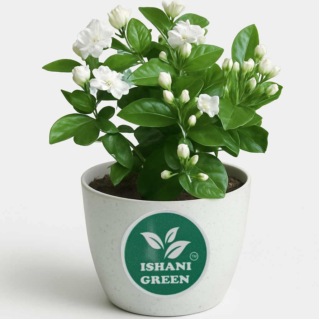 Jasmine Plant (Chameli/Mogra)