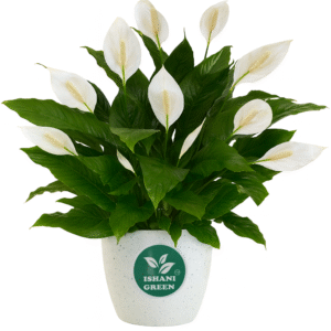 White Lily Plant (Lilium Candidum)