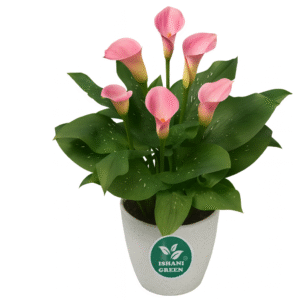 Pink Lily (Lilium Spp.)