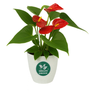 Red Lily (Lilium spp.)