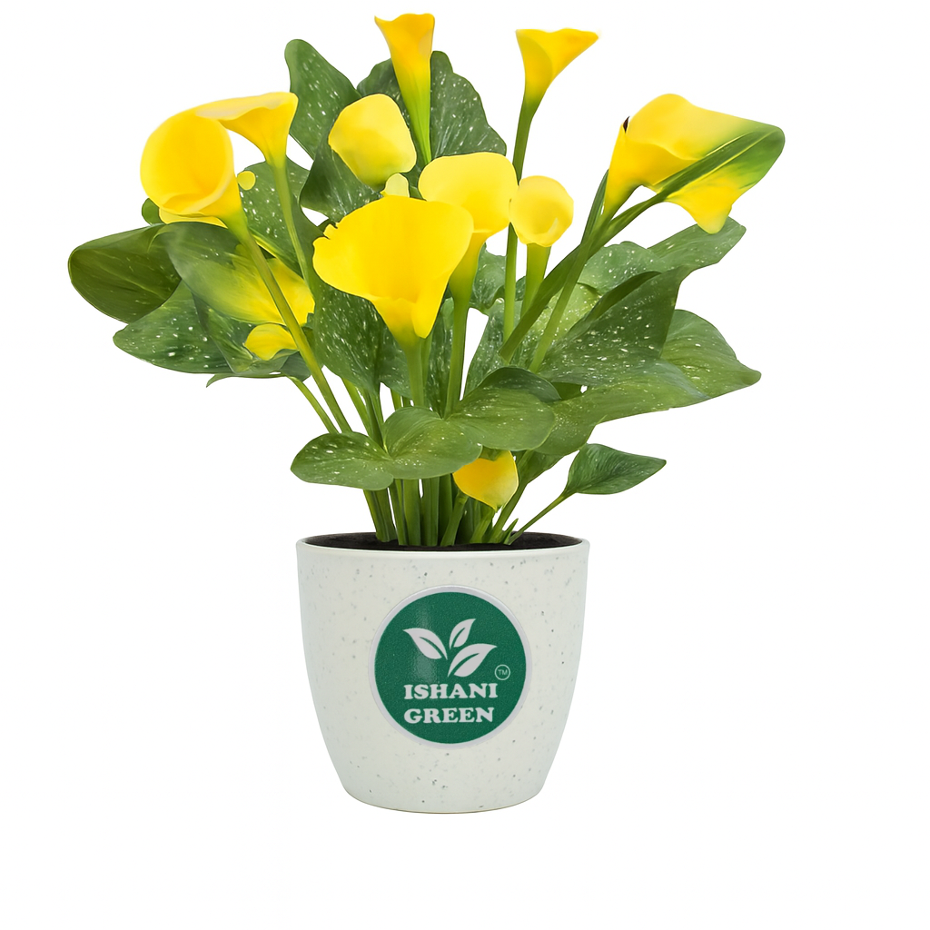 Yellow Lily (Lilium Spp.)