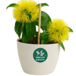 First Love-(Impatiens/Balsam)