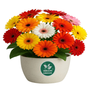 Gerbera (Gul Bahar/Transvaal Daisy) Sapling Plant - Any Color