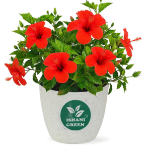 Gudhal Plant (Hibiscus Plant)