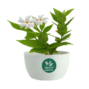 Harshingar (Parijat Plant)