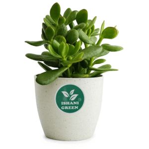 Jade Plant (Crassula Ovata-Green)