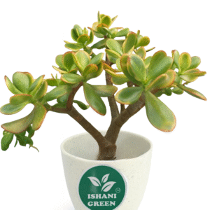 Jade Plant - (Crassula Ovata-Botany Bay)