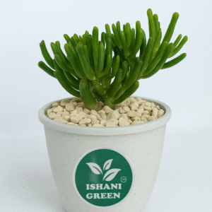 Jade Plant (Skinny Fingers)