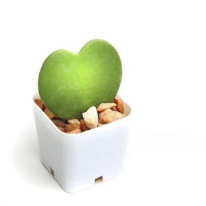 Heart Hoya (Sweetheart Hoya)