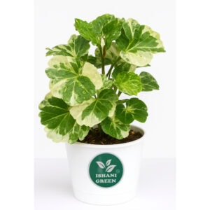 Aralia indoor foliage plant with glossy compound leaves displayed in white pot for elegant interior greenery