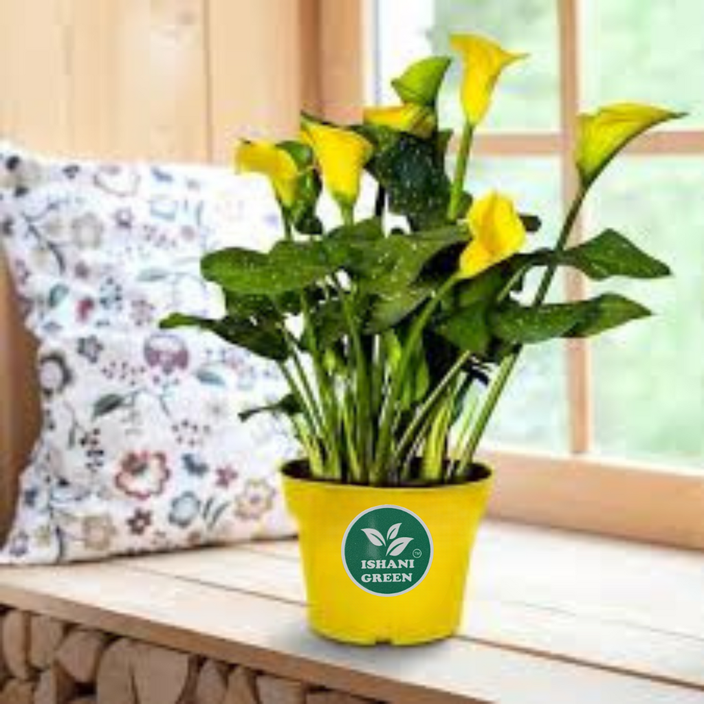 Yellow Lily (Lilium Spp.) - Image 2