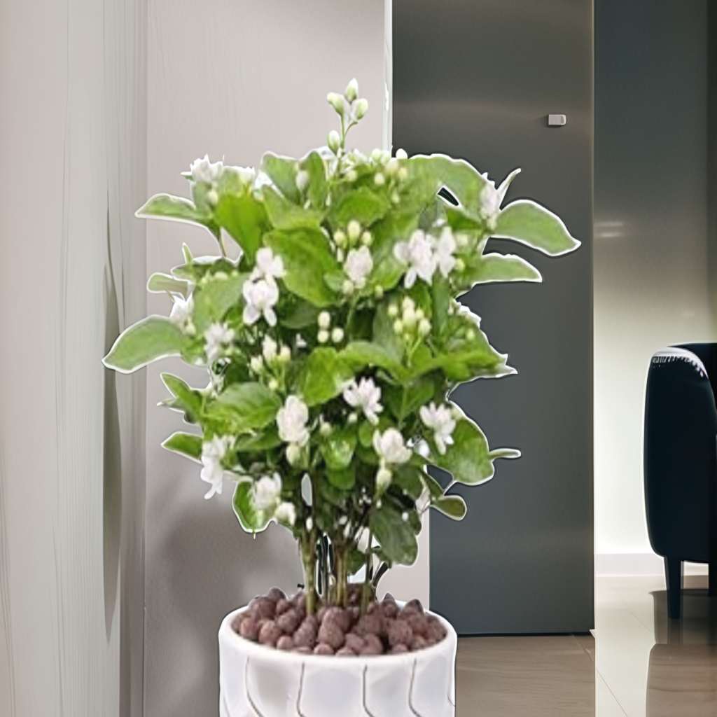 Jasmine Plant (Chameli/Mogra) - Image 2