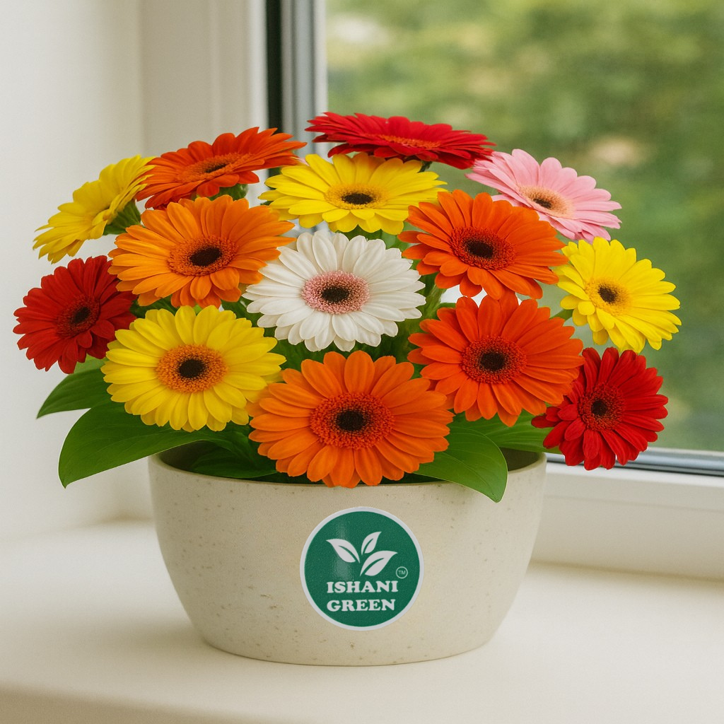 Gerbera (Gul Bahar/Transvaal Daisy) Sapling Plant - Any Color - Image 2