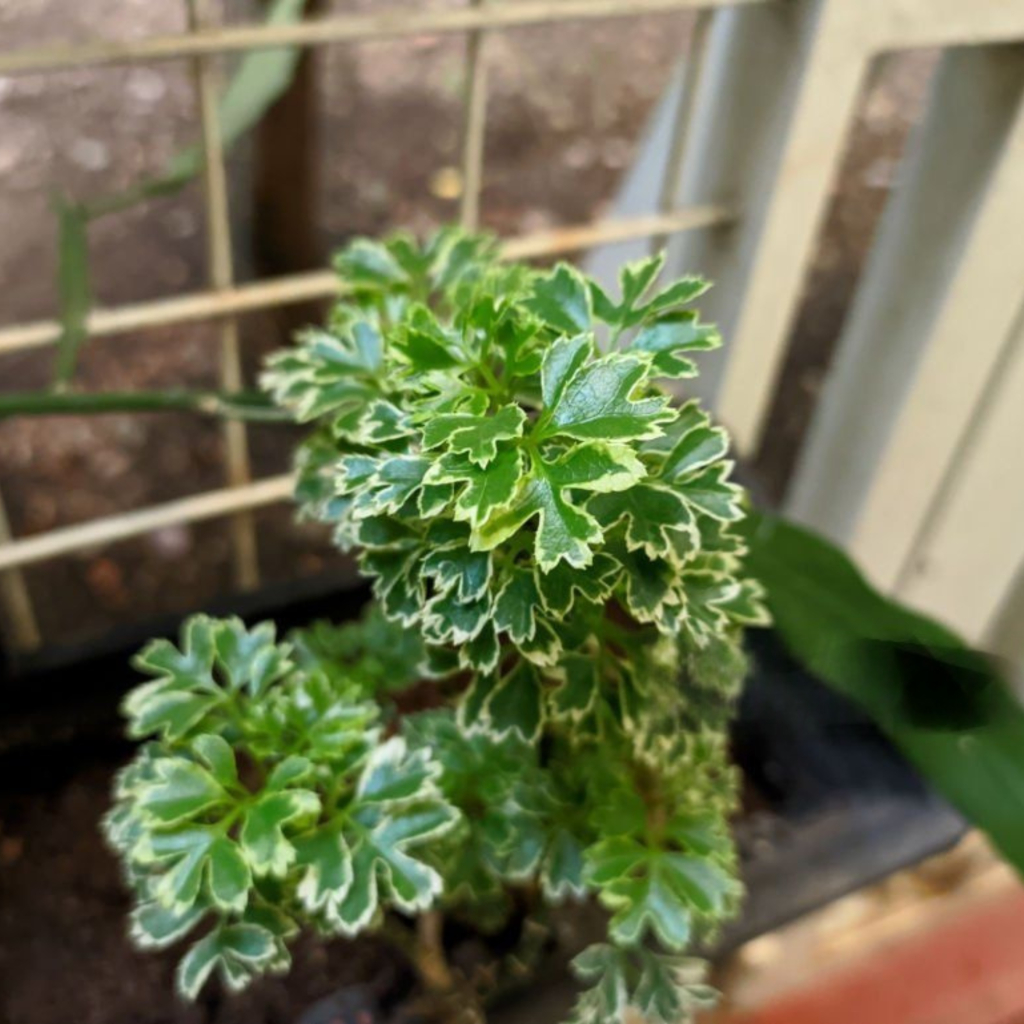 Aralia indoor foliage plant with glossy compound leaves displayed in white pot for elegant interior greenery