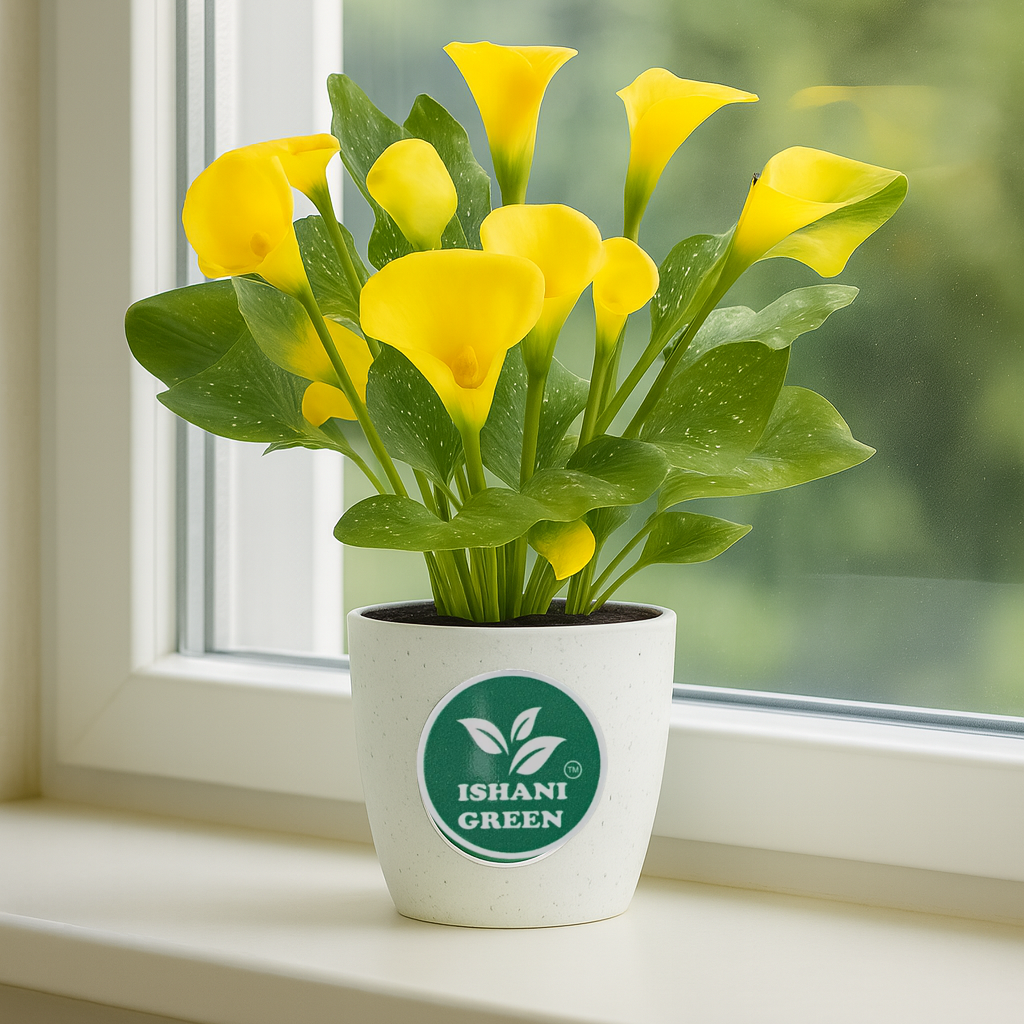 Yellow Lily (Lilium Spp.) - Image 3