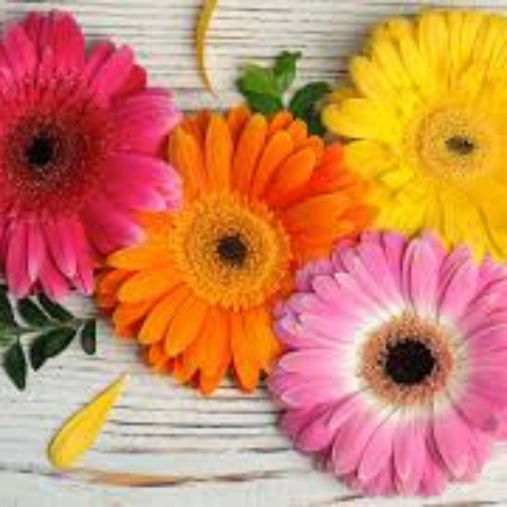 Gerbera (Gul Bahar/Transvaal Daisy) Sapling Plant - Any Color - Image 3