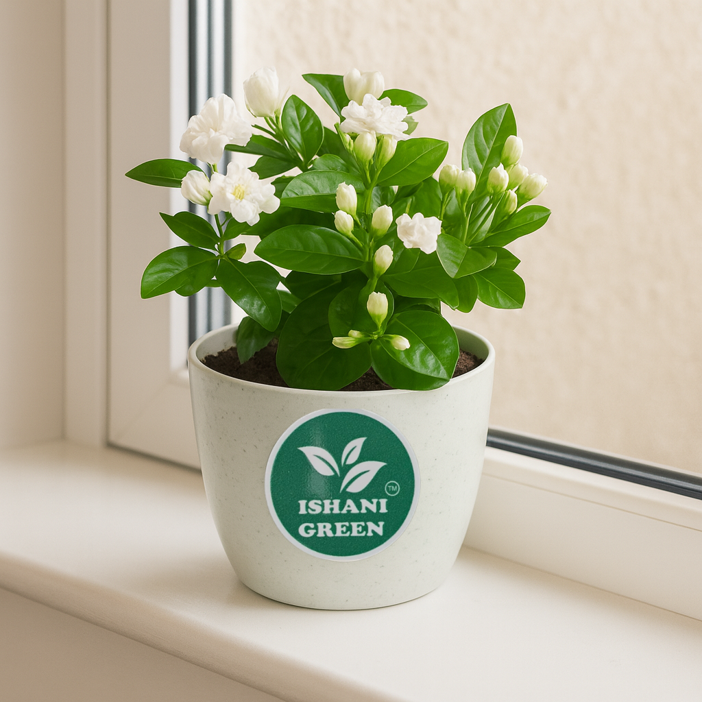 Jasmine Plant (Chameli/Mogra) - Image 3