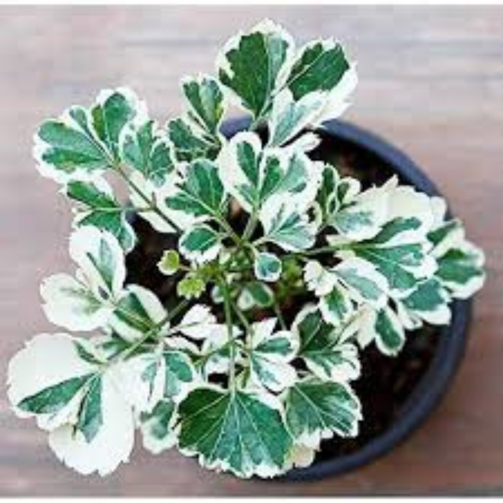 Aralia indoor foliage plant with glossy compound leaves displayed in white pot for elegant interior greenery